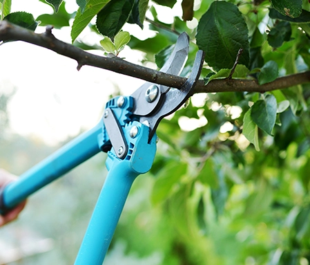 Metal sheers with a light blue handle clip an errant branch of a tree.